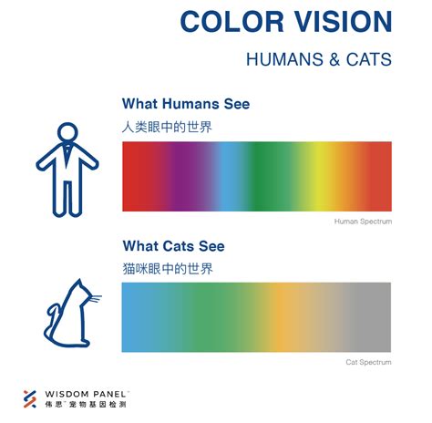 人類看不到的顏色|人类看不见的颜色是什么样的？